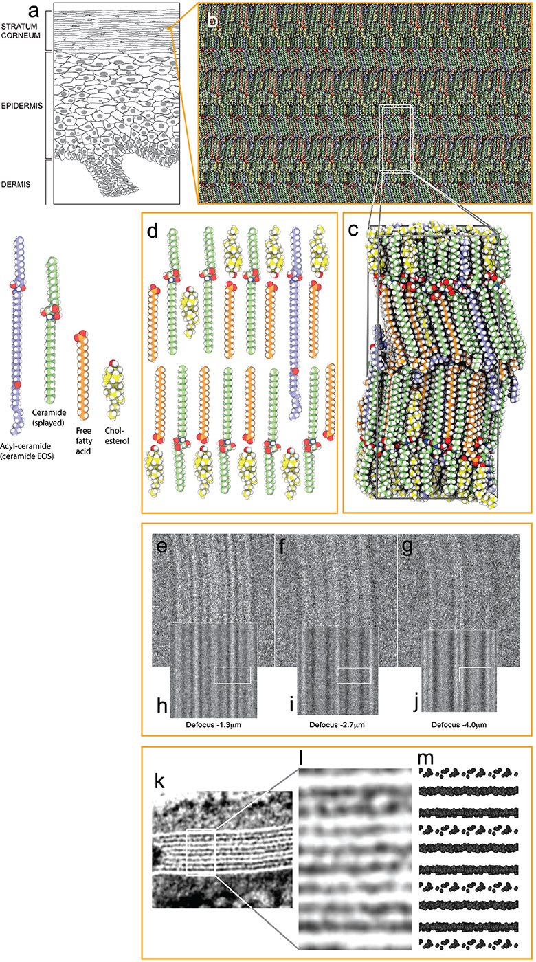 Molecular Organization of the Skin Barrier