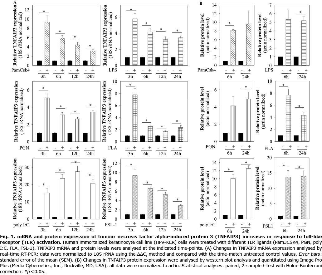 Cutibacterium acnes increases TNFAIP3 expression in keratinocytes
