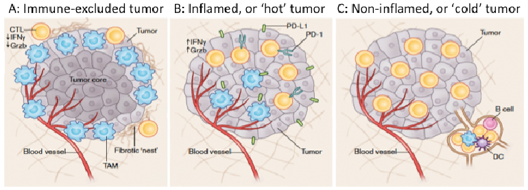 TUMOUR FACTORS