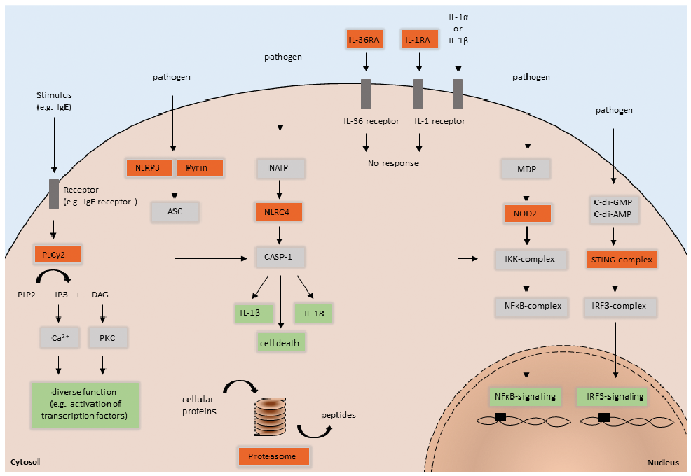 Cryopyrin-associated periodic syndrome