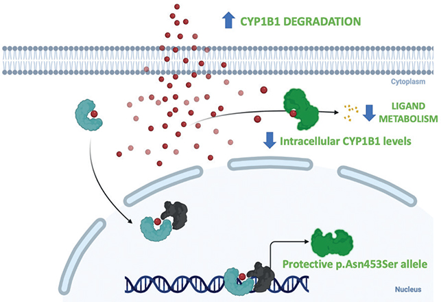 Genotyping of the rs1800440 Polymorphism in CYP1B1 Gene and the ...